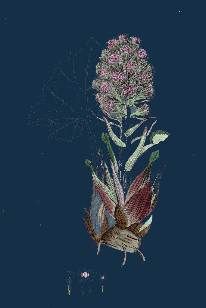 Detail of Petasites Vulgaris; Common Butter-Bur, Sub-Male by Anonymous