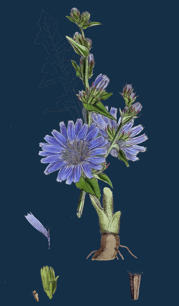 Detail of Cichorium Intybus; Wild Succory by Anonymous