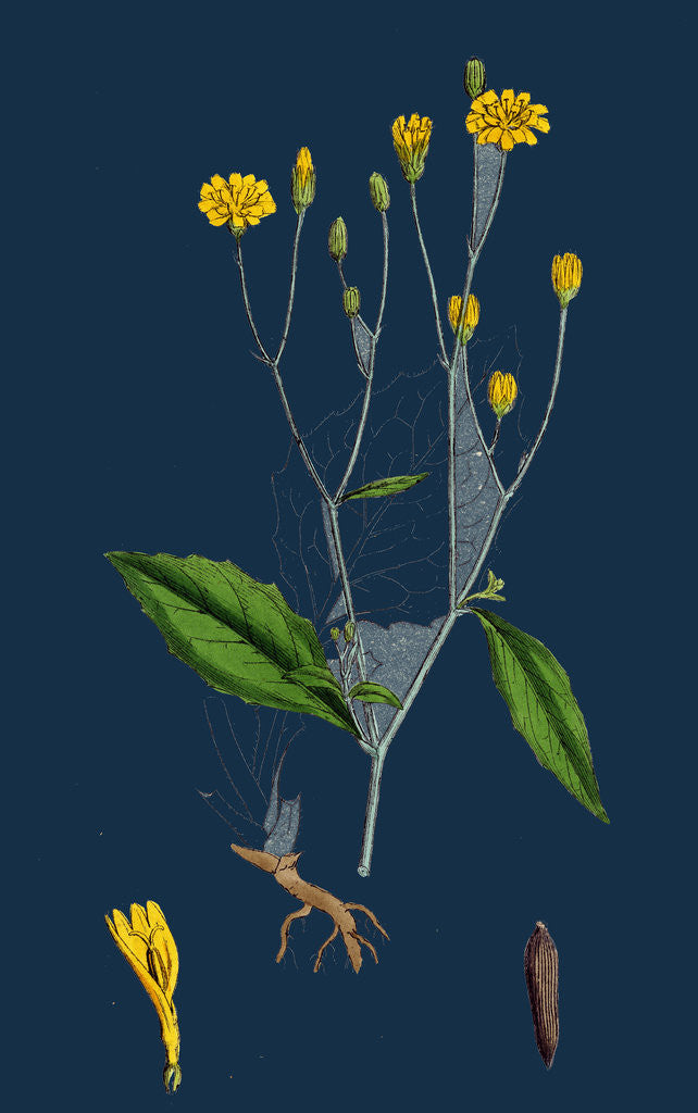 Detail of Lapsana Communis; Common Nipple-Wort by Anonymous