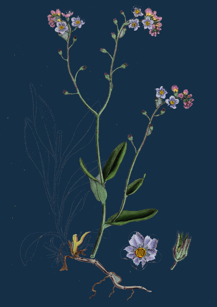 Detail of Myosotis Sylvatica; Wood Forget-Me-Not by Anonymous