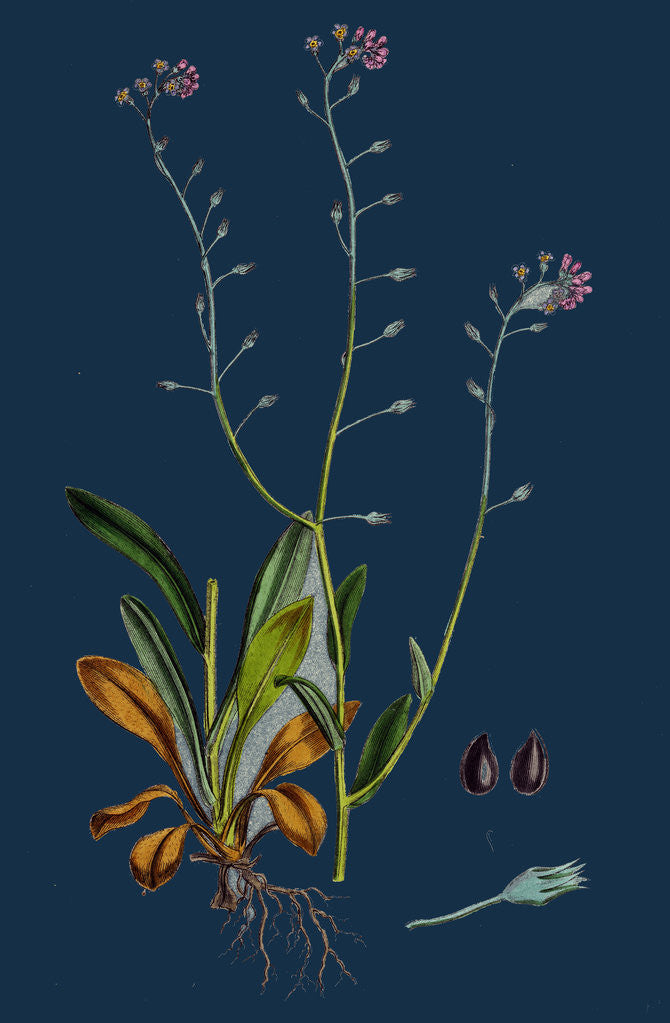 Detail of Myosotis Arvensis; Field Forget-Me-Not by Anonymous