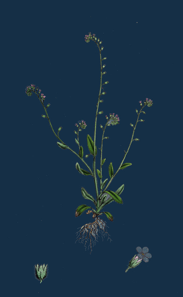 Detail of Myosotis Collina; Dwarf Forget-Me-Not by Anonymous