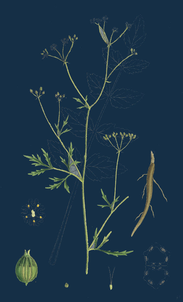 Detail of Sison Amomum; Hedge Stonewort by Anonymous