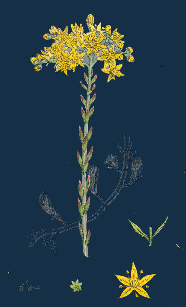 Detail of Sedum Elegans; Rock Stone-Crop by Anonymous