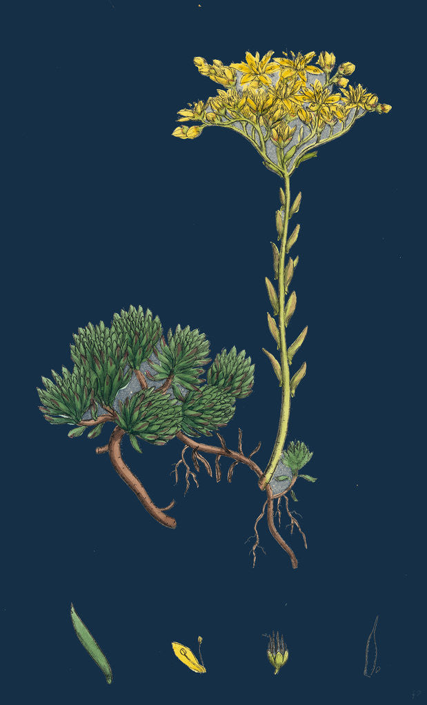 Detail of Sedum Forsterianum; Forster's Stone-Crop by Anonymous