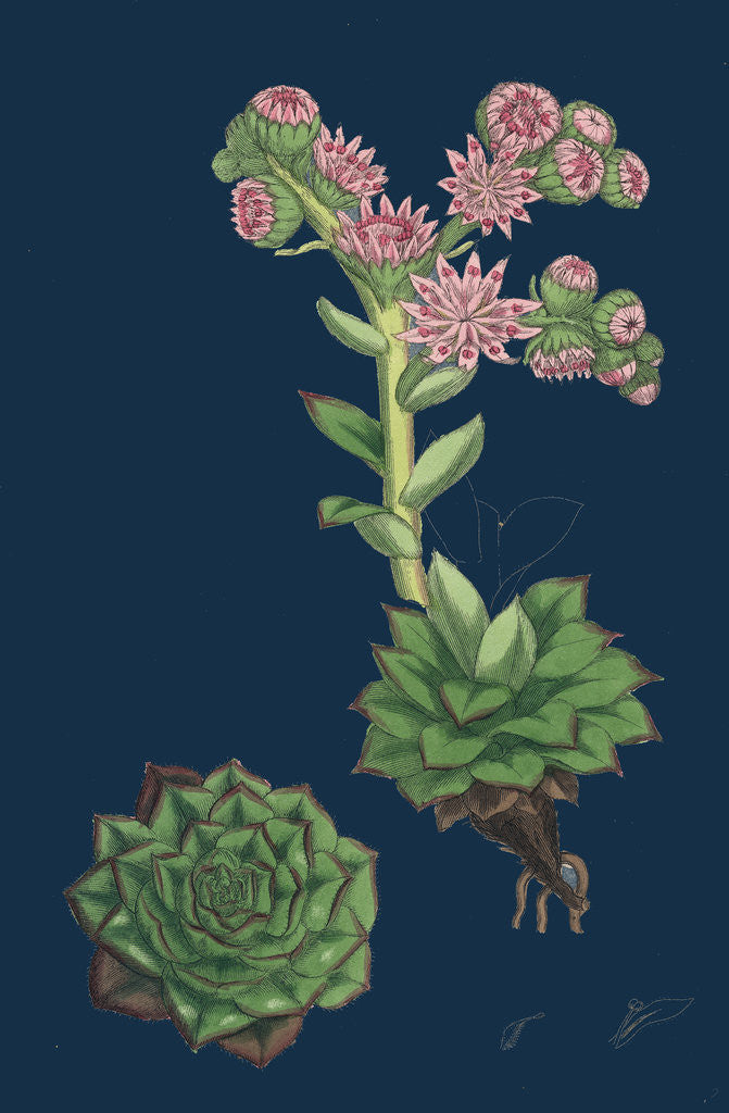 Detail of Sempervivum Tectorum; Common House-Leek by Anonymous