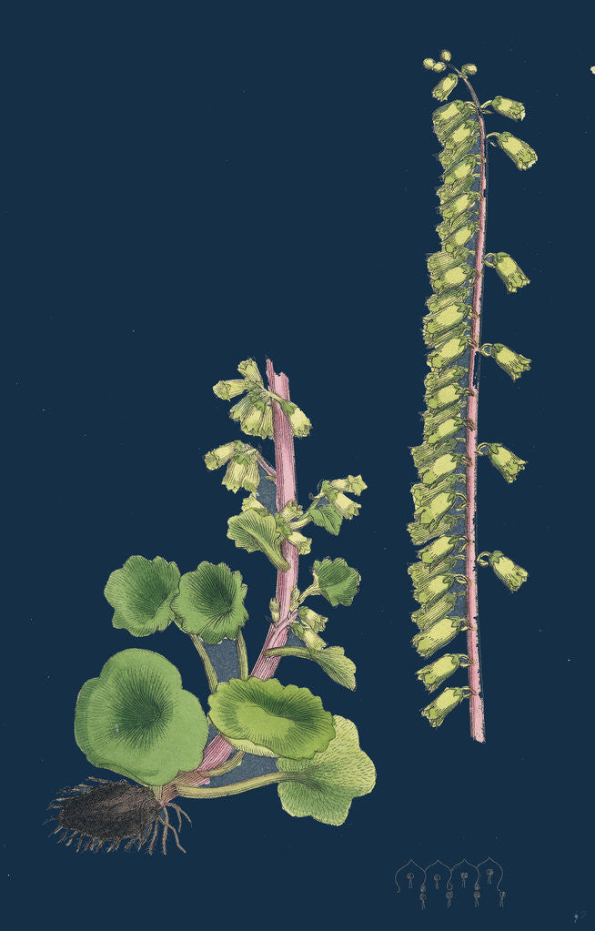 Detail of Cotyledon Umbilicus; Common Navel-Wort by Anonymous