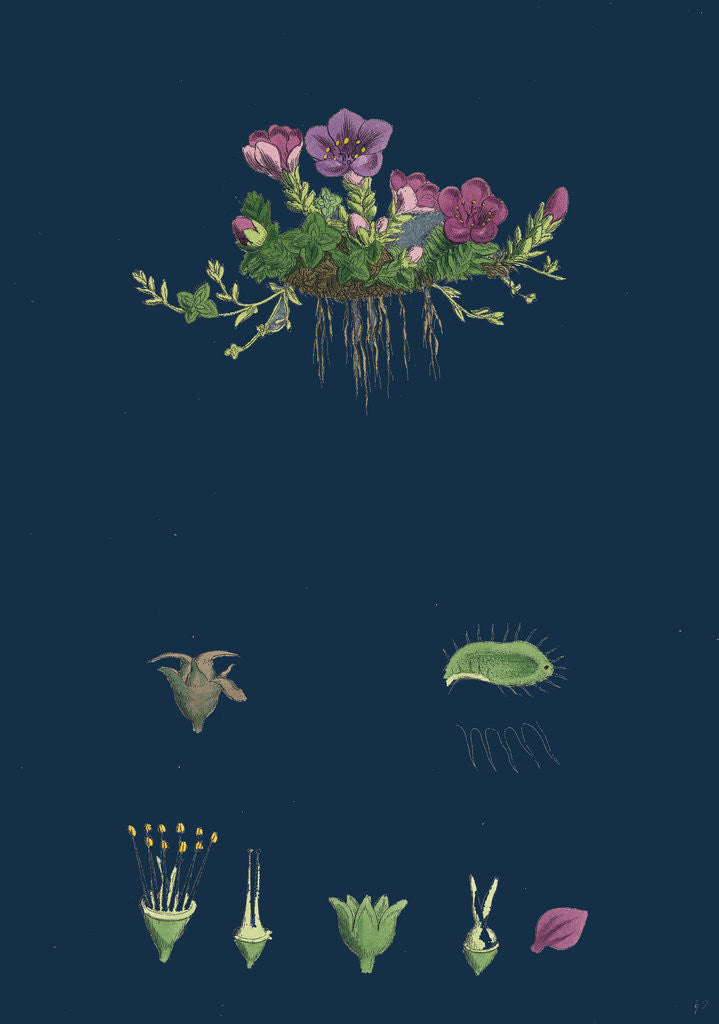 Detail of Saxifraga Oppositifolia; Purple Mountain Saxifrage by Anonymous