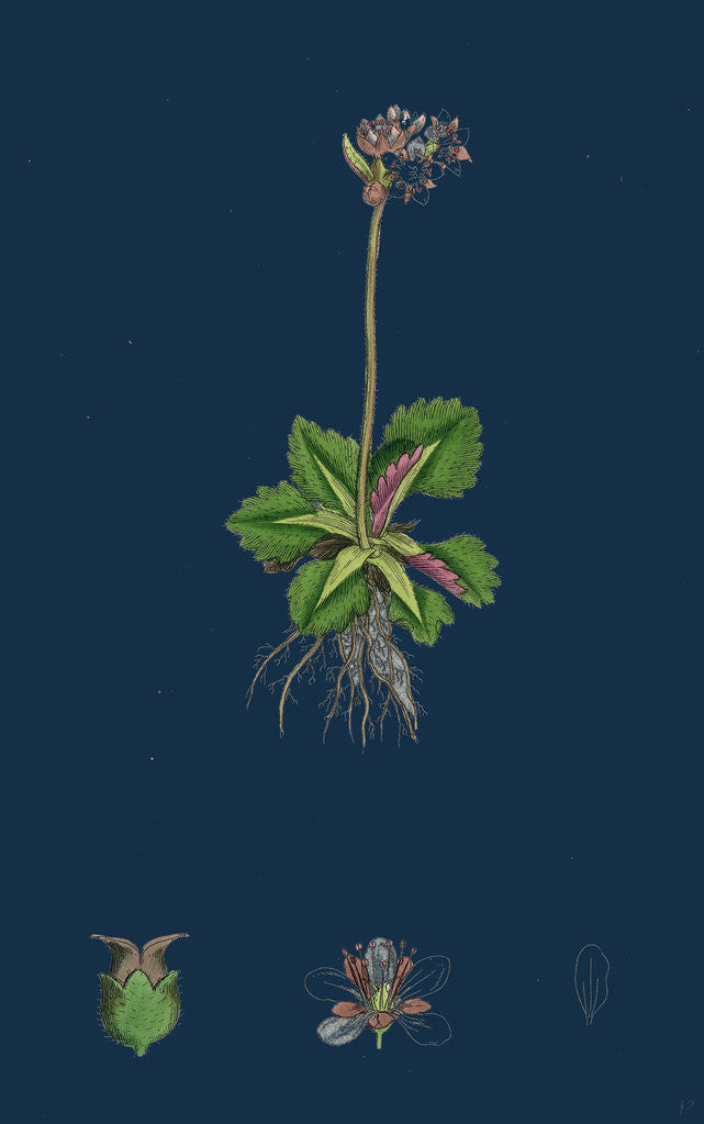 Detail of Saxifraga Nivalis; Alpine Clustered Saxifrage by Anonymous