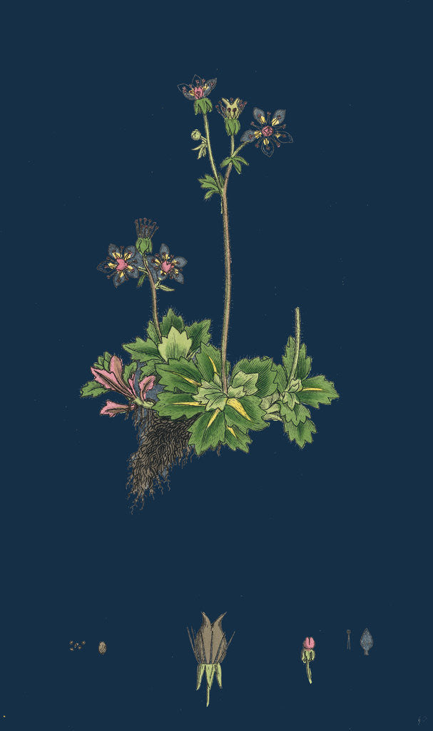 Detail of Saxifraga Stellaris; Starry Saxifrage by Anonymous