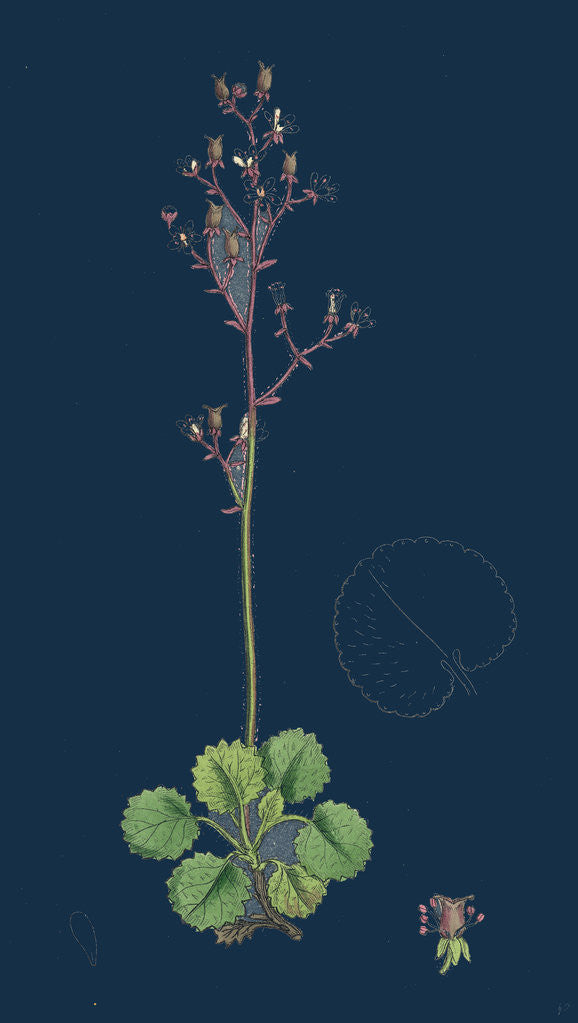 Detail of Saxifraga Geum; Kidney-Leaved London-Pride by Anonymous