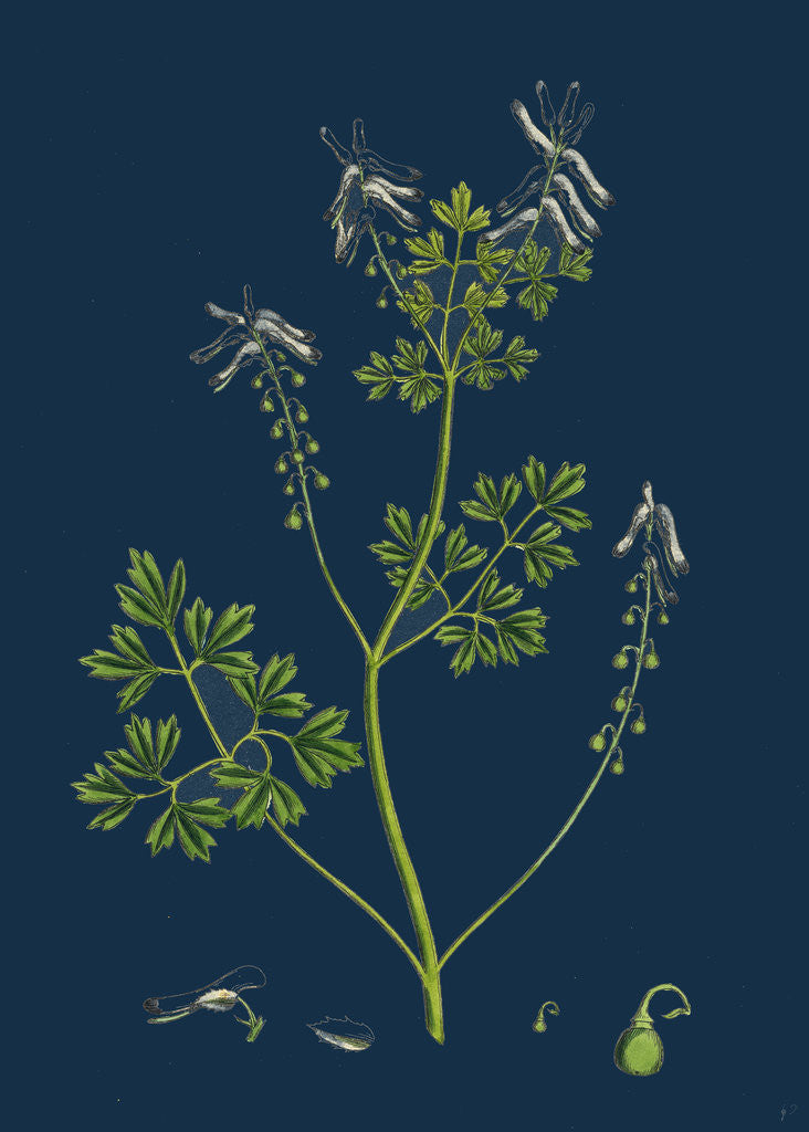 Detail of Fumaria Pallidiflora; Pale Flowered Fumitory by Anonymous
