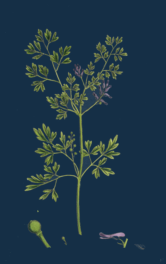Detail of Fumaria Muralis; Rampant Fumitory by Anonymous