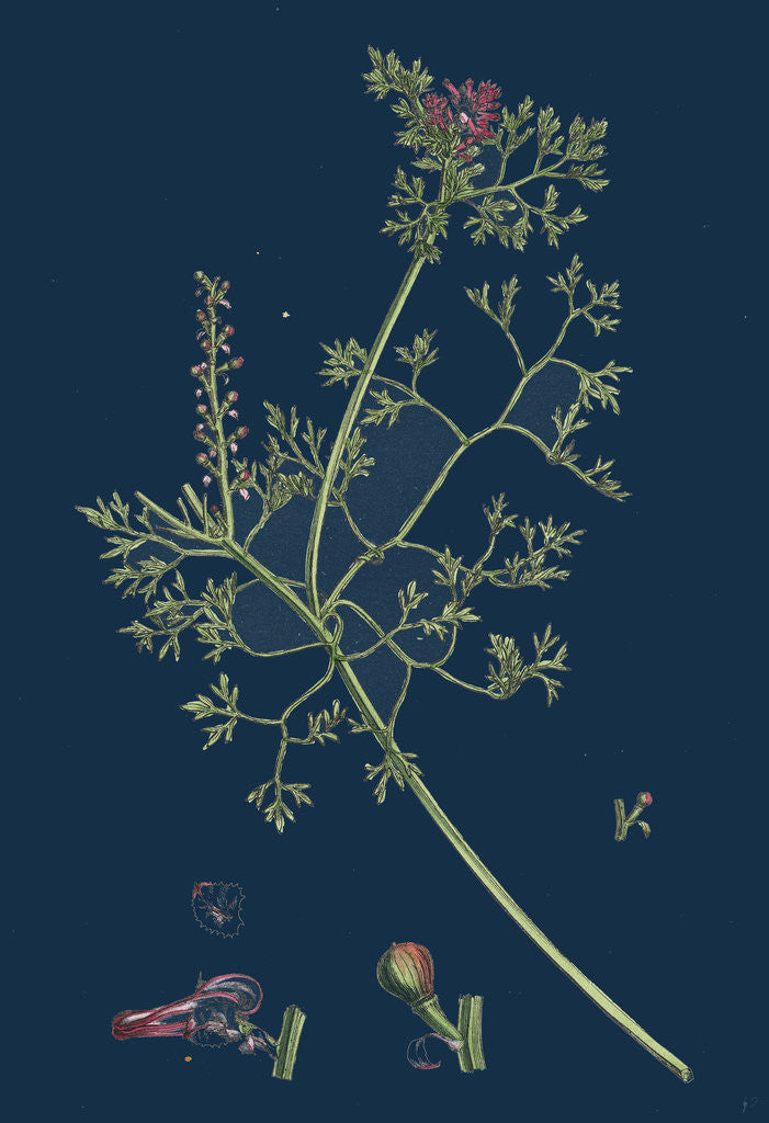 Detail of Fumaria Micrantha; Close-Flowered Fumitory by Anonymous