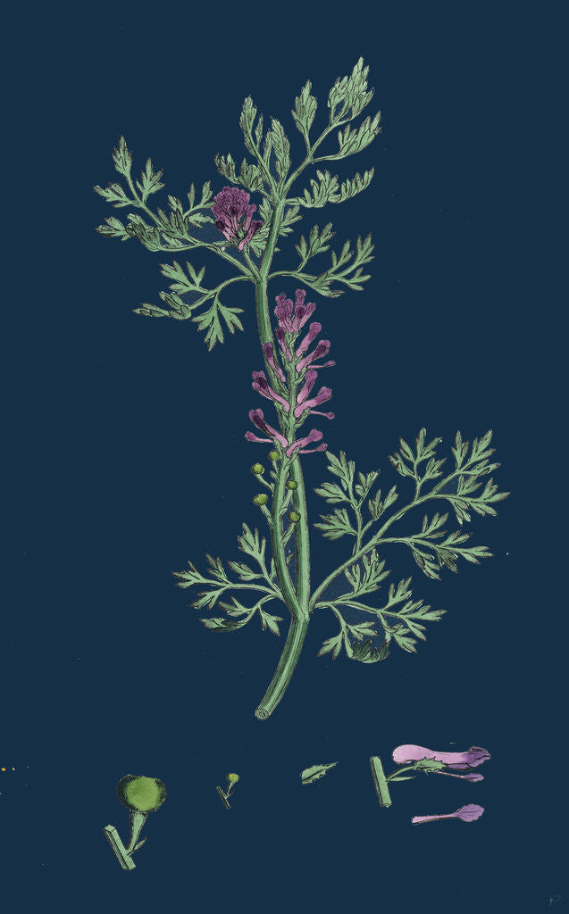 Detail of Fumaria Officinalis; Common Fumitory by Anonymous