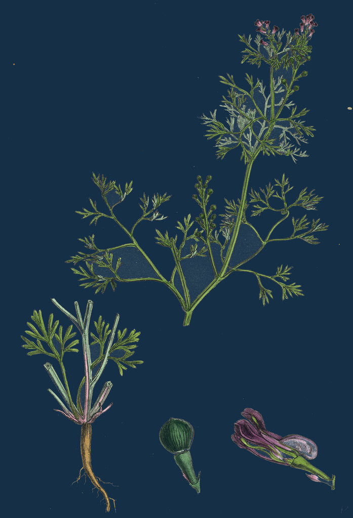 Detail of Fumaria Vaillantii; Vaillant's Small-Flowered Fumitory by Anonymous