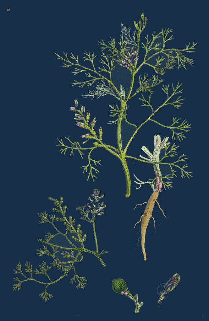 Detail of Fumaria Parviflora; Lamark's Small Flowered Fumitory by Anonymous