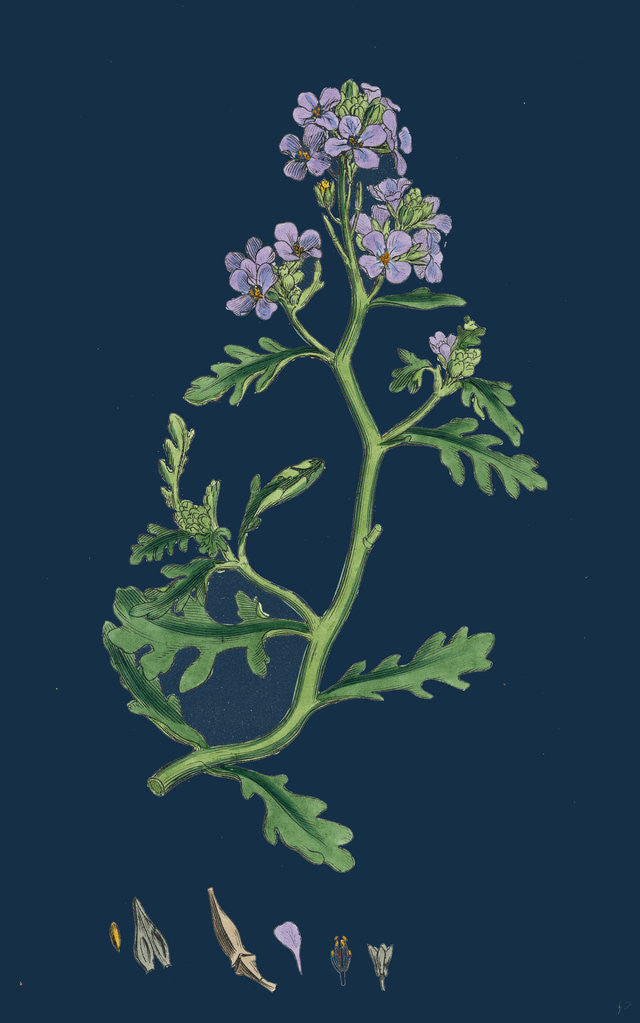 Detail of Cakile Maritima; Sea Rocket by Anonymous