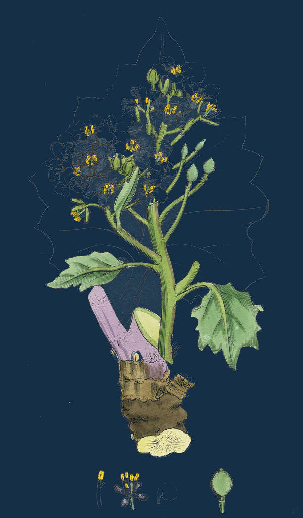 Detail of Crambe Maritima; Sea Kale by Anonymous