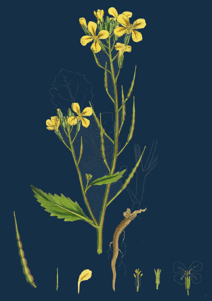 Detail of Raphanus Raphanistrum; Wild Radish by Anonymous