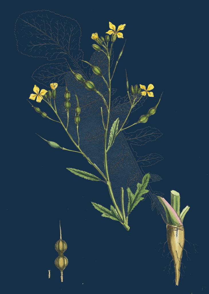 Detail of Raphanus Maritimus; Sea Radish by Anonymous