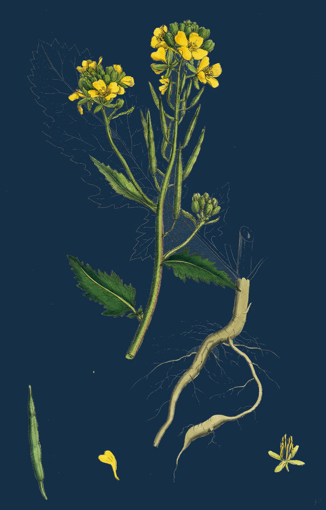 Detail of Brassica Sinapistrum; Wild Mustard by Anonymous