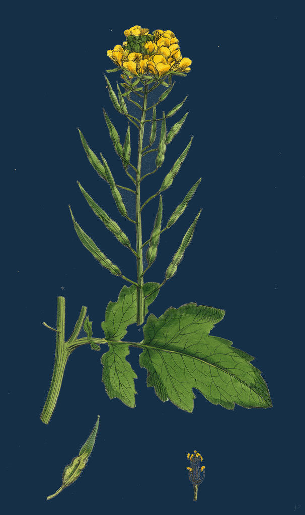 Detail of Brassica Alba; White Mustard by Anonymous