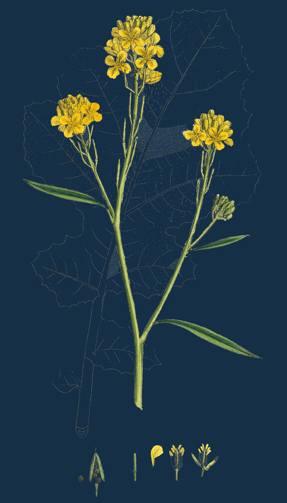 Detail of Brassica Nigra; Black Mustard by Anonymous