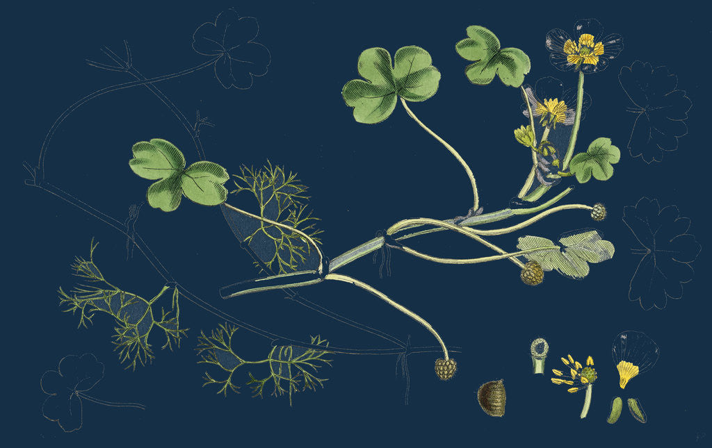Detail of Ranunculus Peltatus Vulgaris; Common Water-Crowfoot by Anonymous