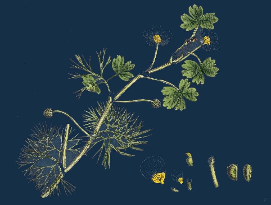 Detail of Ranunculus Peltatus Floribundus; Common Water-Crowfoot, Var. B. by Anonymous