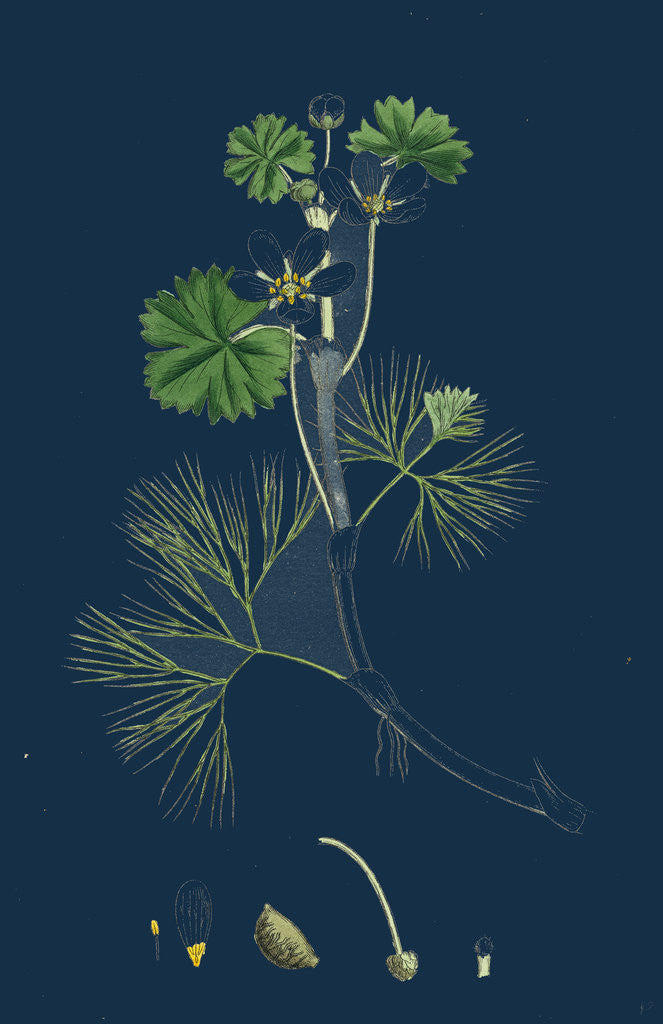 Detail of Ranunculus Heterophyllus; Various Leaved Water-Crowfoot by Anonymous