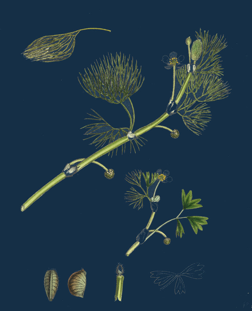 Detail of Ranunculus Drouetii; Drouet's Water-Crowfoot by Anonymous