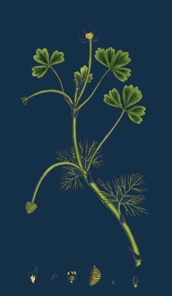 Detail of Ranunculus Baudottii, Var. B; Confusa by Anonymous