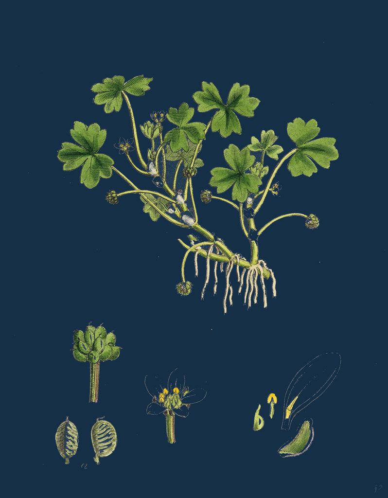 Detail of Ranunculus Tripartitus; Three-Lobed Water-Crowfoot by Anonymous