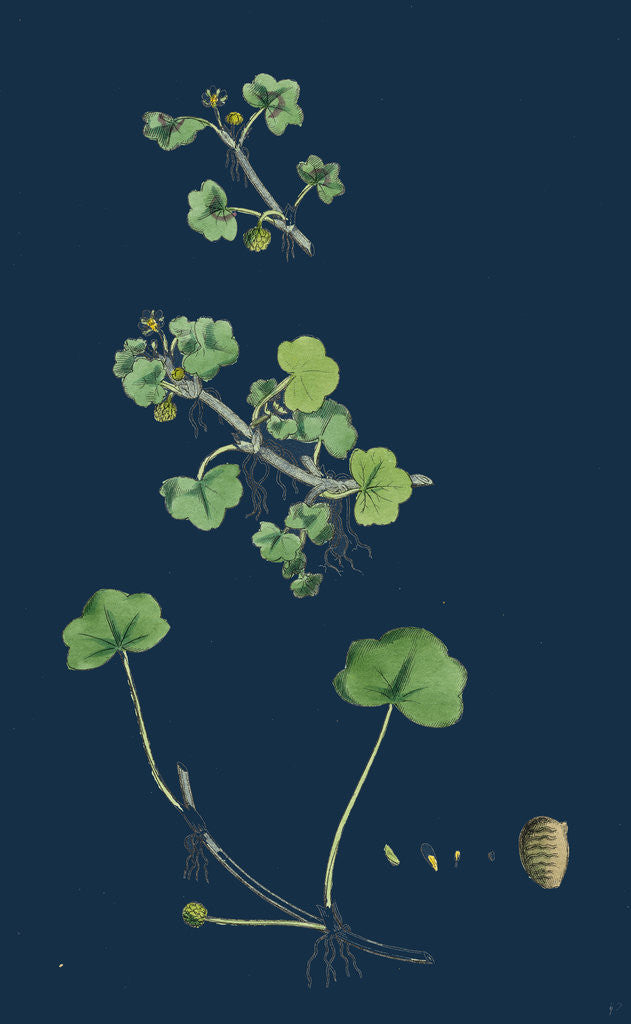 Detail of Ranunculus Hederaceus; Ivy-Leaved Water-Crowfoot by Anonymous