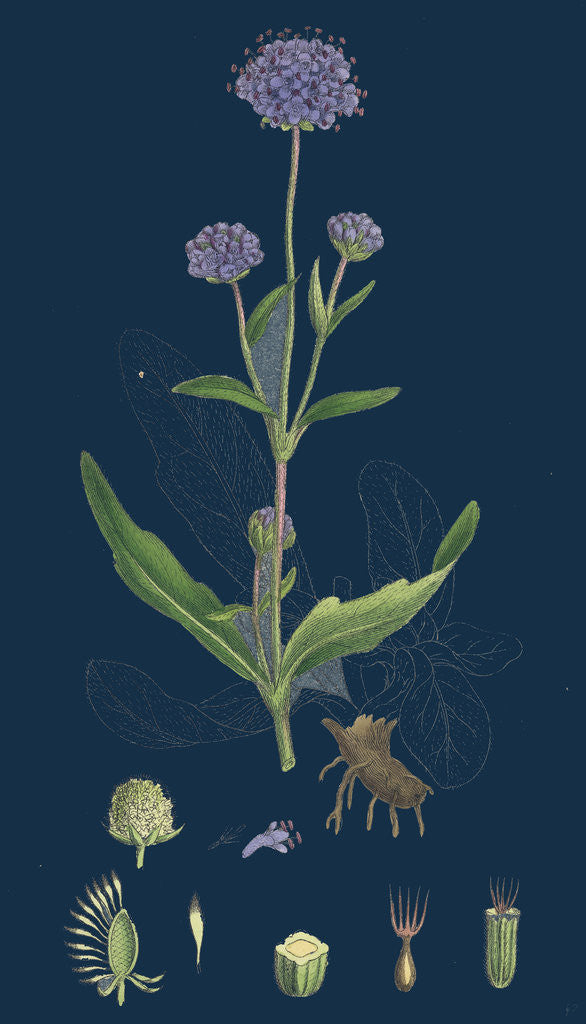 Detail of Scabiosa Succisa; Devil's-Bit Scabious by Anonymous