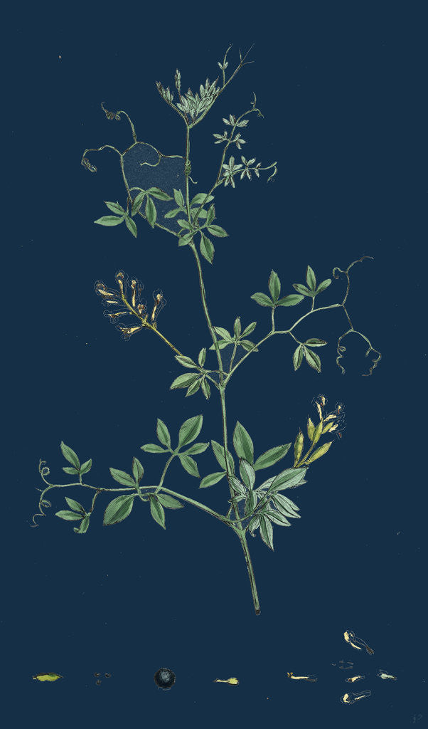 Detail of Corydalis Claviculata; White Climbing Fumitory by Anonymous