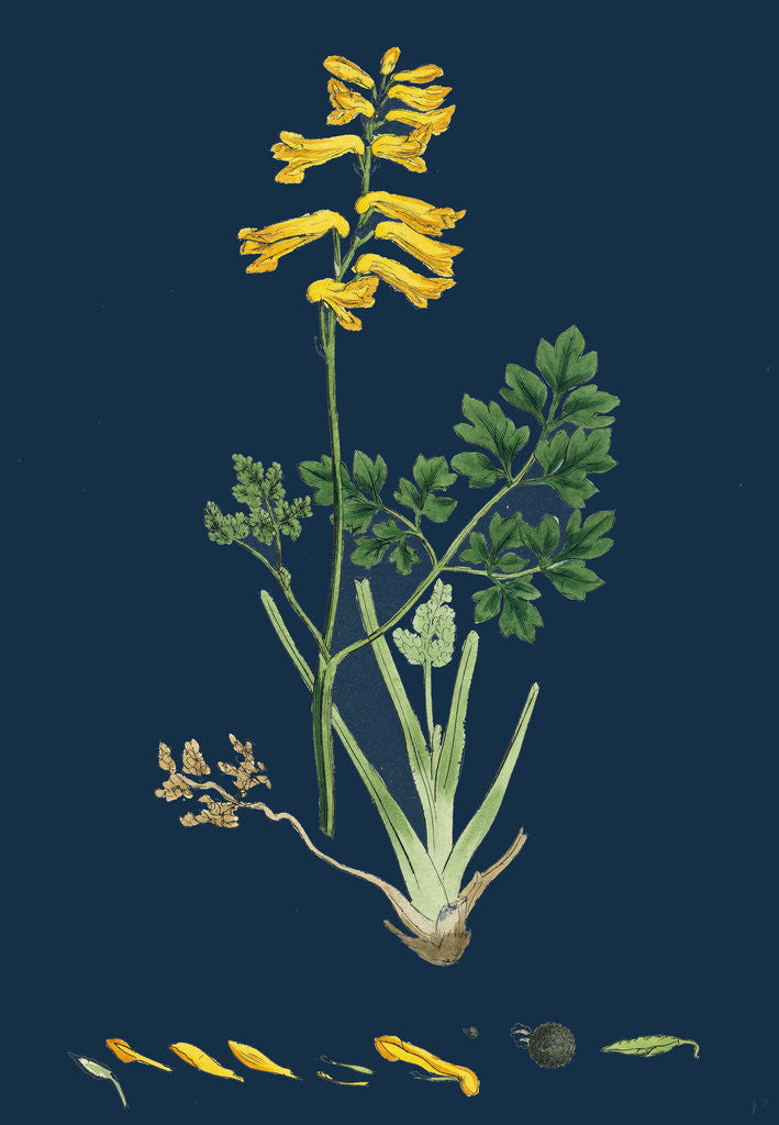 Detail of Corydalis Intea; Yellow Fumitory by Anonymous