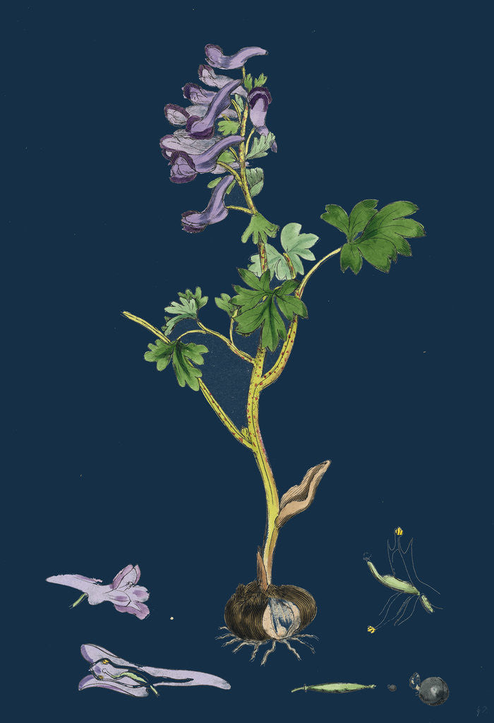Detail of Corydalis Solida; Solid Bulbous Fumitory by Anonymous