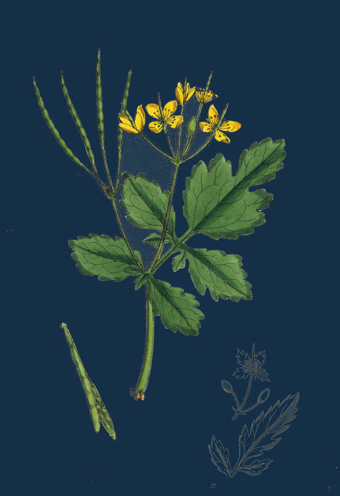 Detail of Chelidonium Majus; Celandine by Anonymous