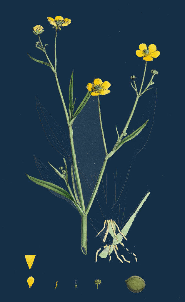 Detail of Ranunculus Eu-Flammula; Lesser Spearwort by Anonymous
