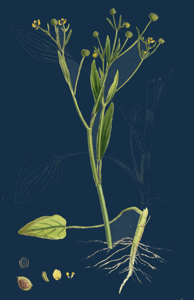 Detail of Ranunculus Ophioglossifolius; Adder's Tongue-Leaved Crowfoot by Anonymous