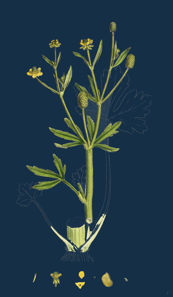 Detail of Ranunculus Sceleratus; Celery-Leaved Water-Crowfoot by Anonymous