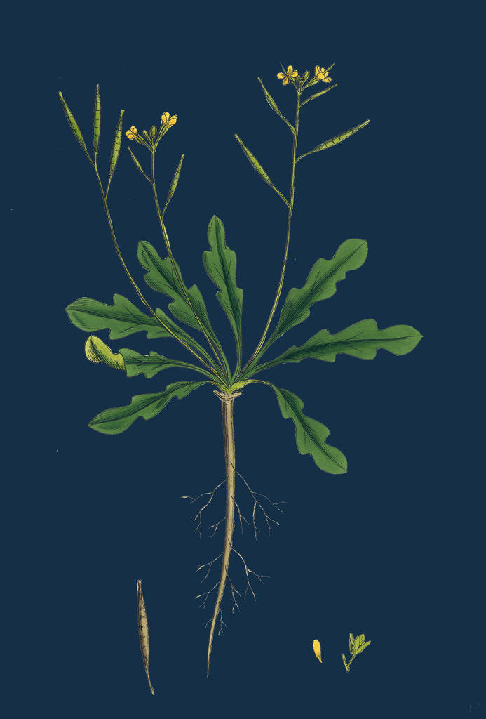 Detail of Brassica Viminea; Small Sand Rocket by Anonymous