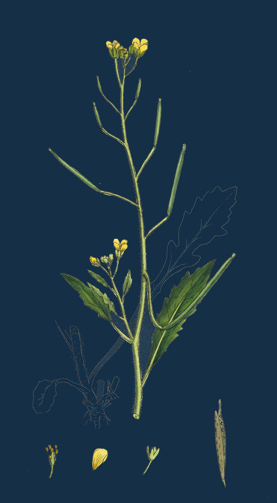 Detail of Brassica Muralis; Common Sand Rocket by Anonymous