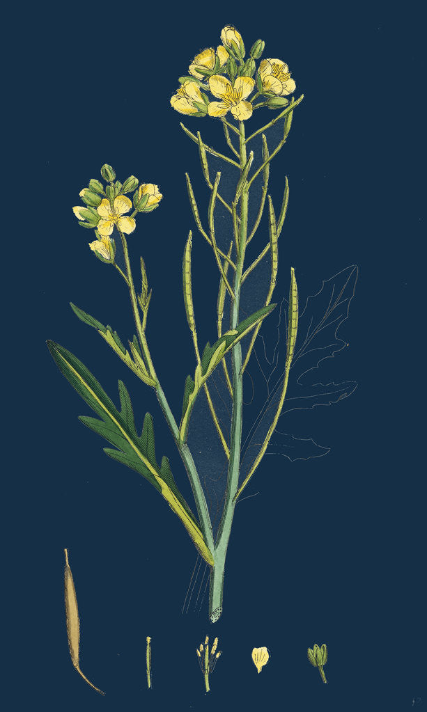 Detail of Brassica Tenuifolia; Wall Rocket by Anonymous