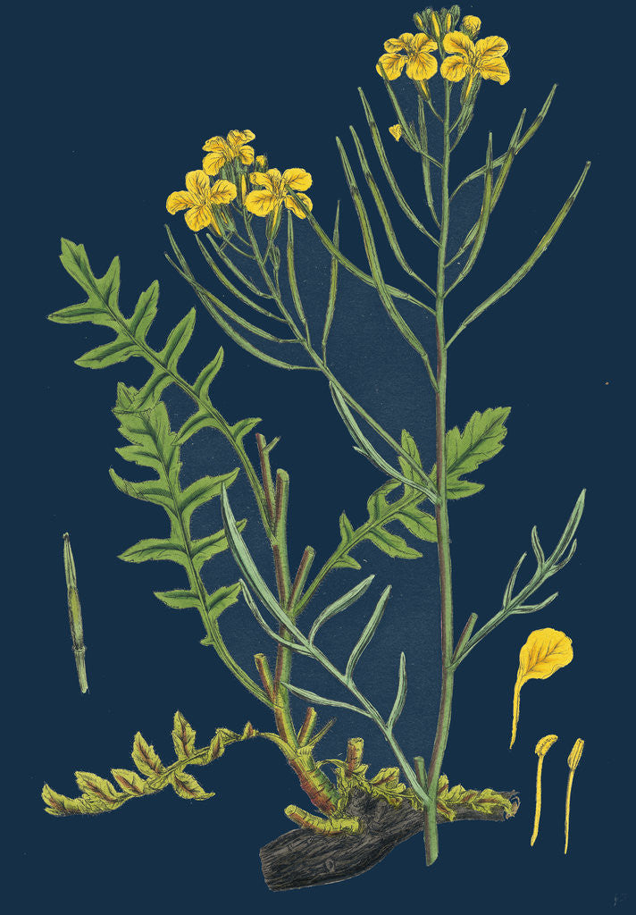 Detail of Brassica Cheiranthus; Tall Wallflower-Cabbage by Anonymous