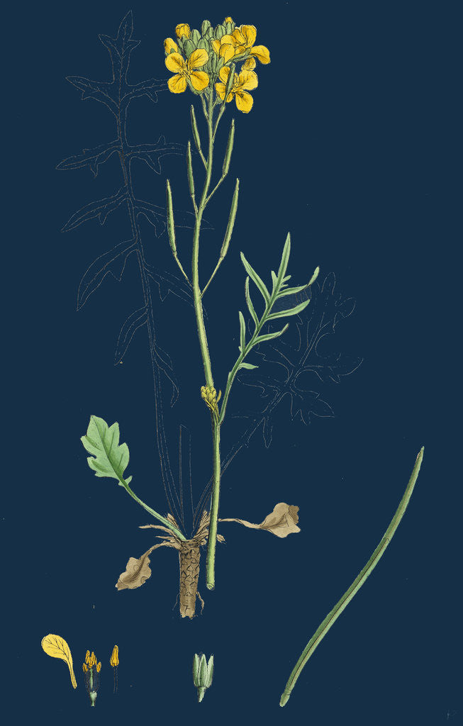 Detail of Brassica Eu-Monensis; Dwarf Wallflower-Cabbage by Anonymous