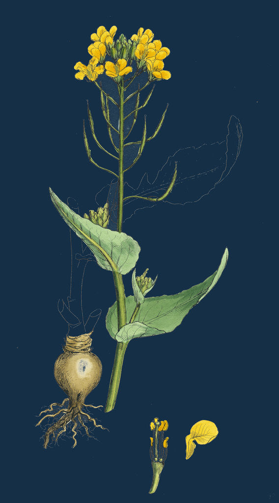 Detail of Brassica Rapa; Common Turnip by Anonymous