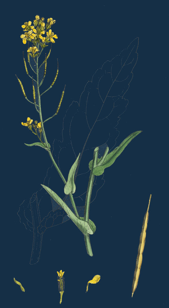 Detail of Brassica Napus; Rape by Anonymous